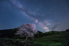 咲かぬとあきらめていた桜が咲いてくれた喜び*2