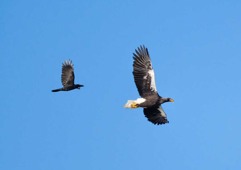 カラスに追われるオオワシ