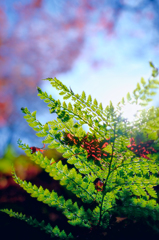 Autumnal tints*3