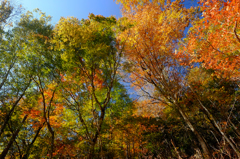 ダム湖の紅葉*2