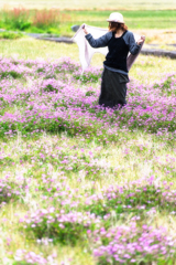 蓮華畑