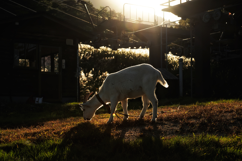 朝の光を浴びるヤギ