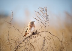 冬に撮影した鳥たち*12　ハチジョウツグミ