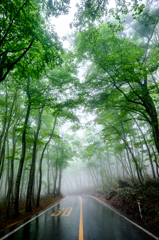 雨霧に包まれる新緑*1