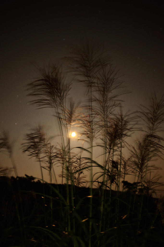 秋の夜風に揺れる