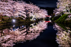 城跡の夜桜