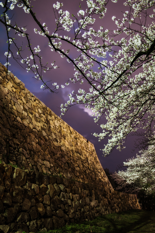 SAKURA 城跡*3