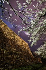 SAKURA 城跡*3