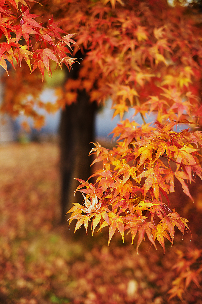 紅葉Snap*2