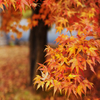 紅葉Snap*2