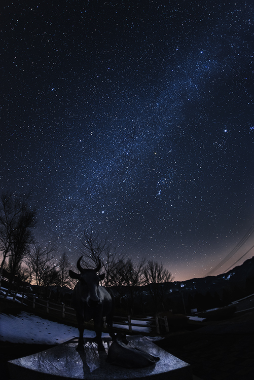 牛の親子と冬の星空