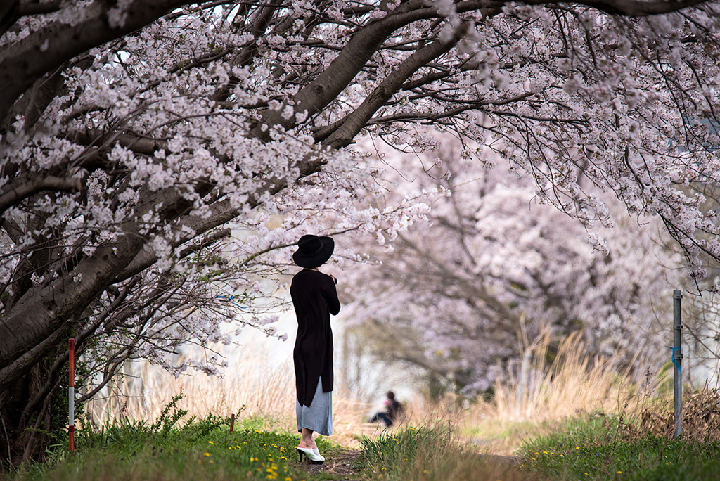 桜トンネル