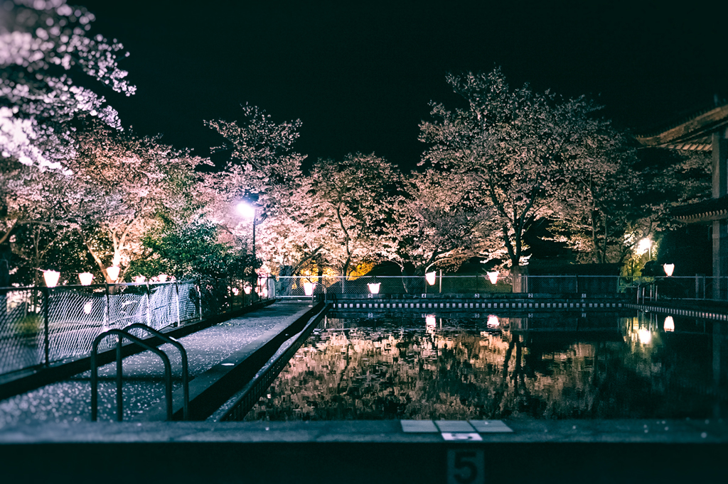 プール越しの夜桜