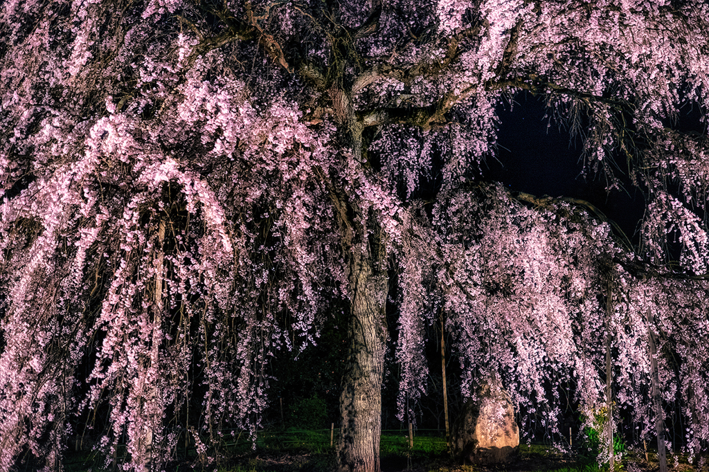 夜の枝垂れ桜