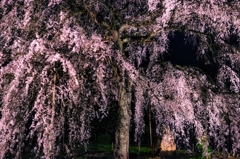 夜の枝垂れ桜