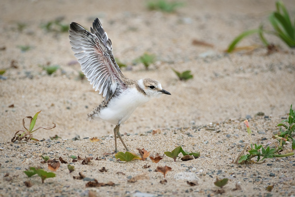 シロチドリの幼鳥･･･続編*3