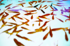 幻想的金魚。