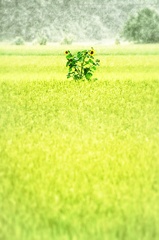降り注ぐ雨のなか君を見つける