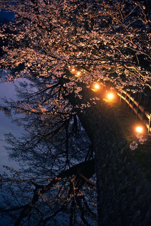 夕暮桜*3