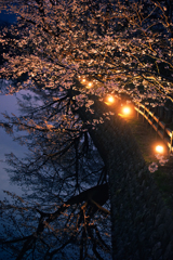 夕暮桜*3