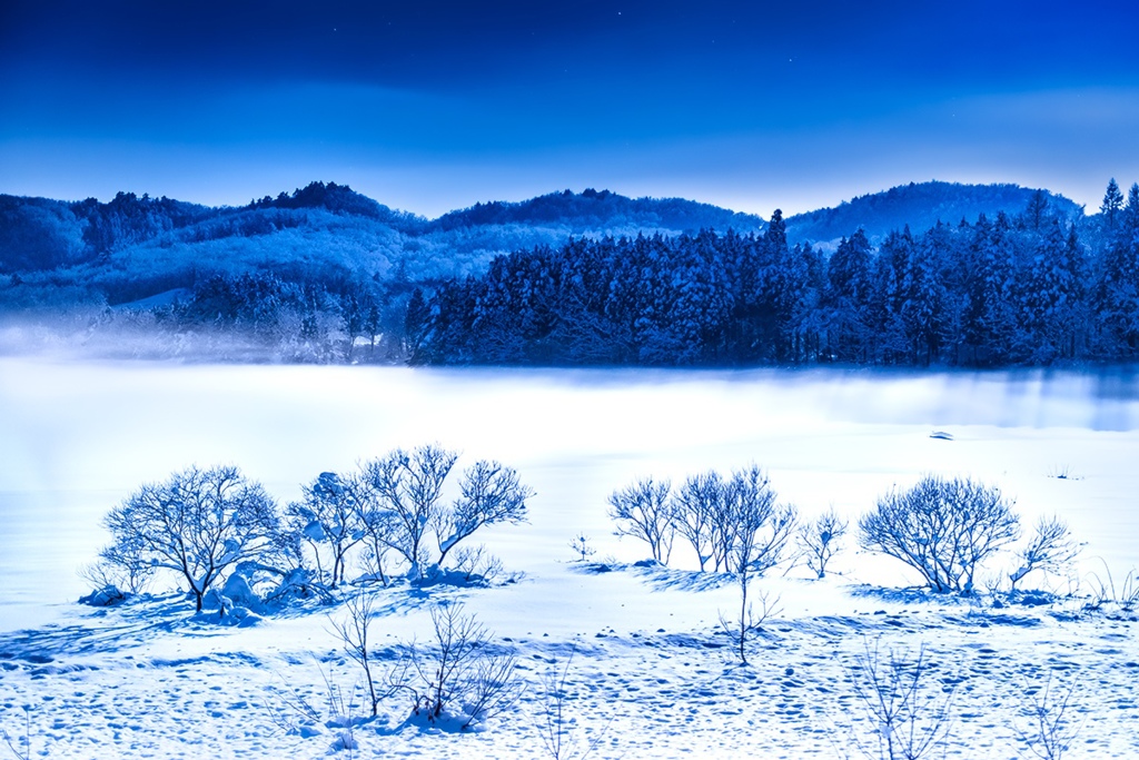 雪原の樹々