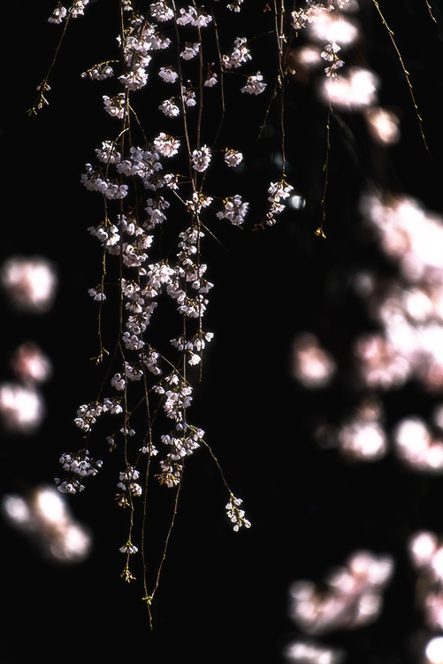 枝垂れ桜 *3
