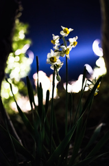 夜の水仙