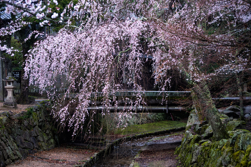 雨の宮島 *5