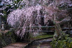 雨の宮島 *5