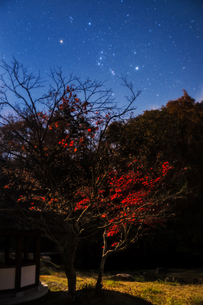 月夜の紅い葉*2