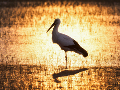 夕暮れコウノトリ