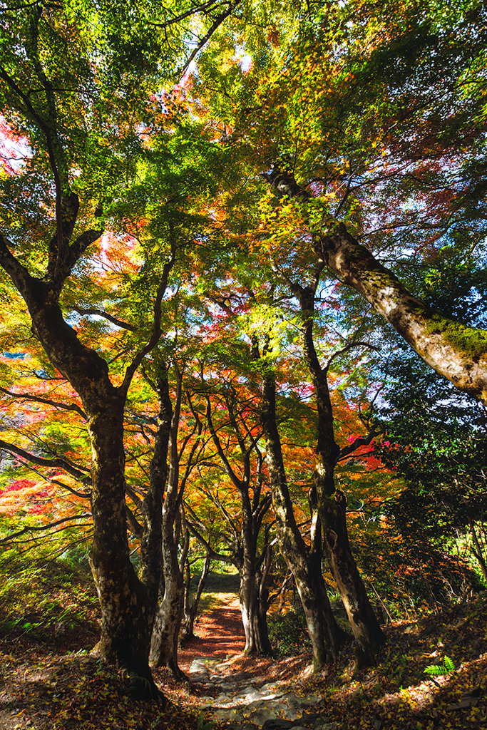 色とりどりの紅葉*1