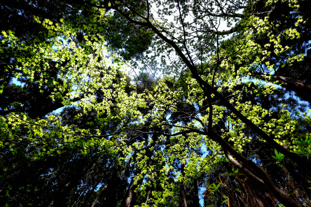 GREEN SNAP　*1