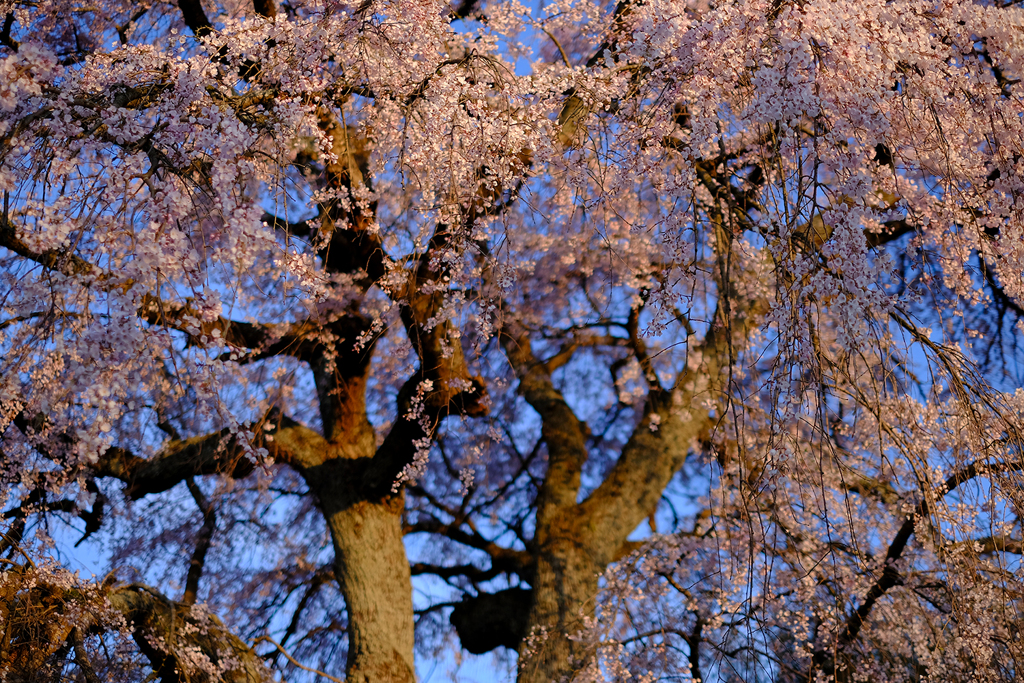 西日を浴びる枝垂れ桜*3