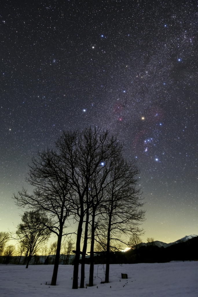 春待ち星空と冬木