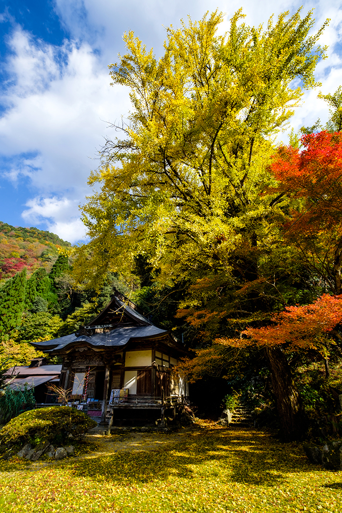 色とりどりの紅葉*5