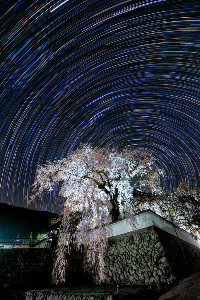 夜の大糸桜