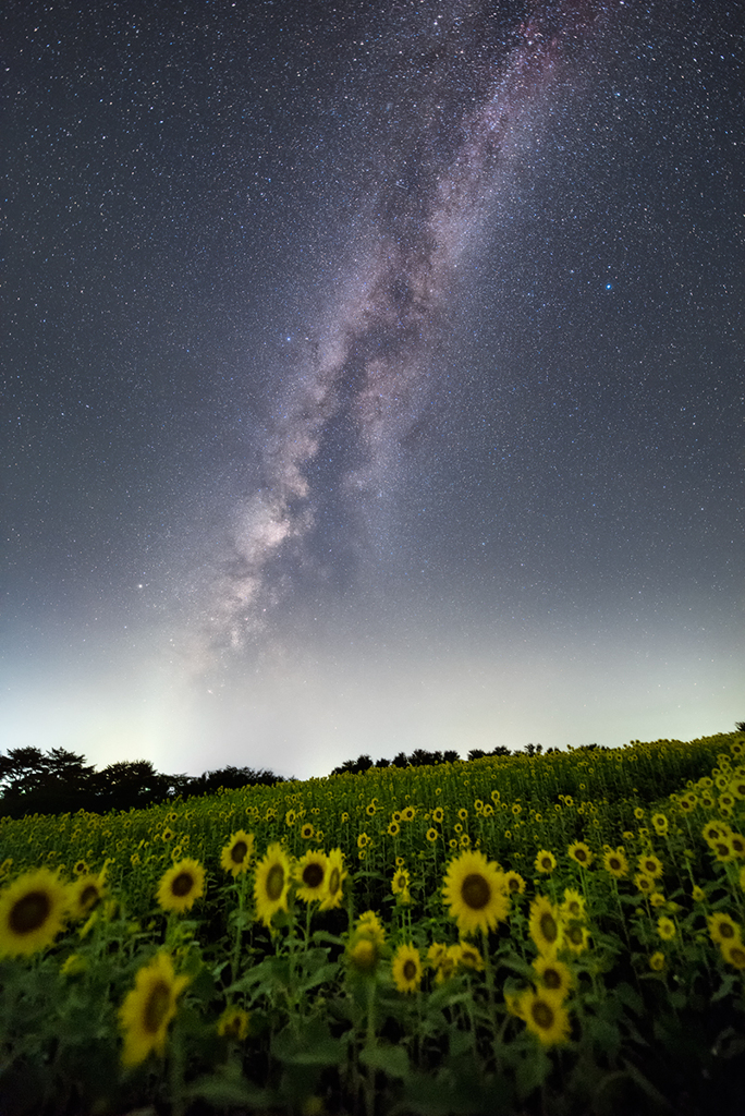 向日葵畑と夏夜空