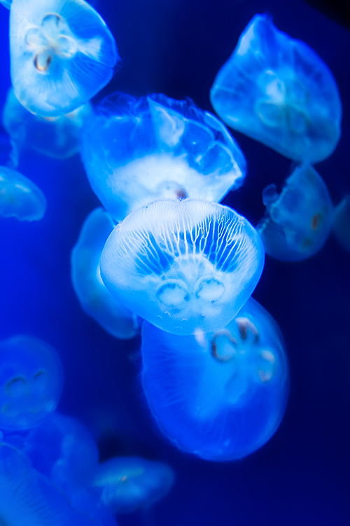 Jellyfish -水海月*2-