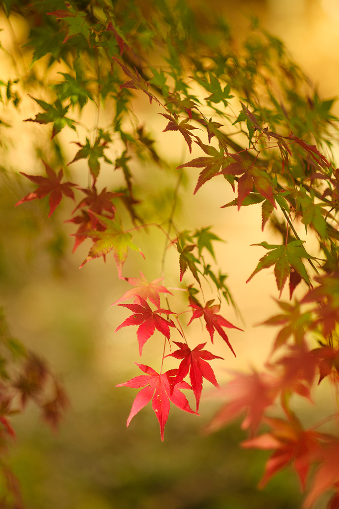 紅葉Photo*1