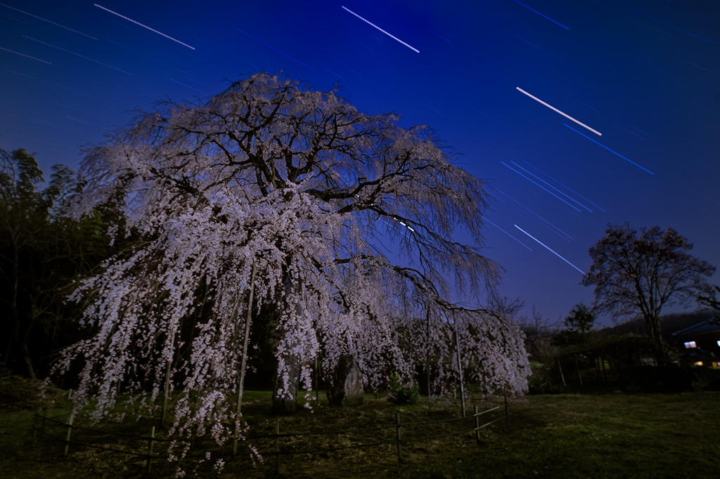 沈む冬の大三角と枝垂れ桜