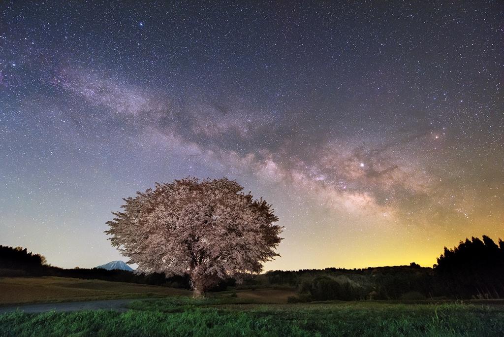 大山寄り添う夜の一本桜