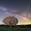 大山寄り添う夜の一本桜