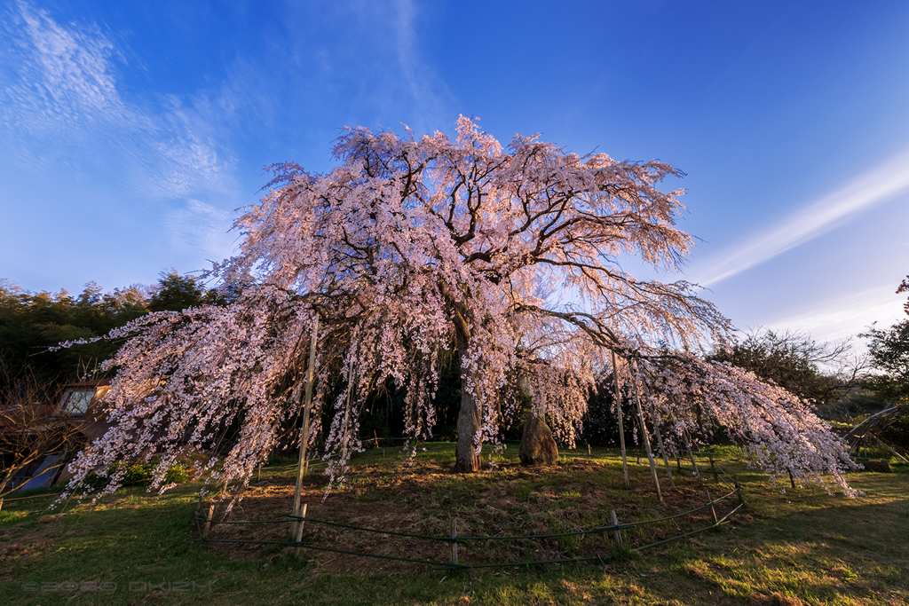 西日を浴びる枝垂れ桜*1