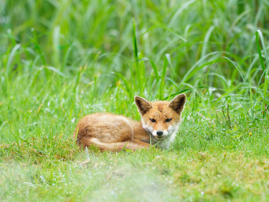 Tottori Fox*2