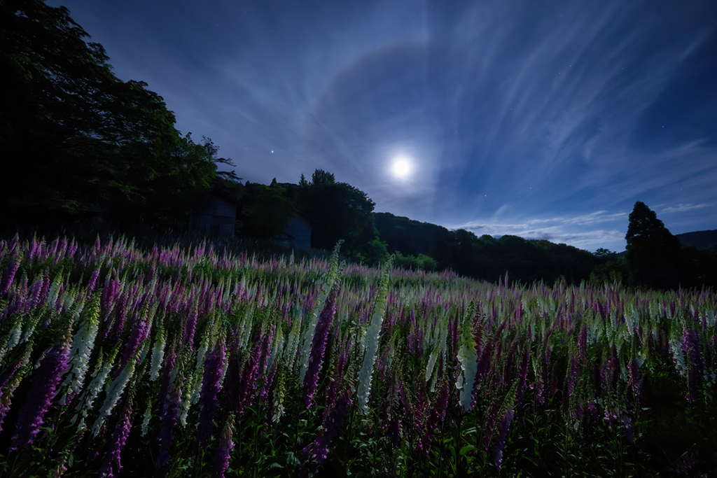 満月夜の秘密の花園