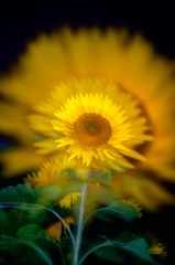Night Sunflower *2