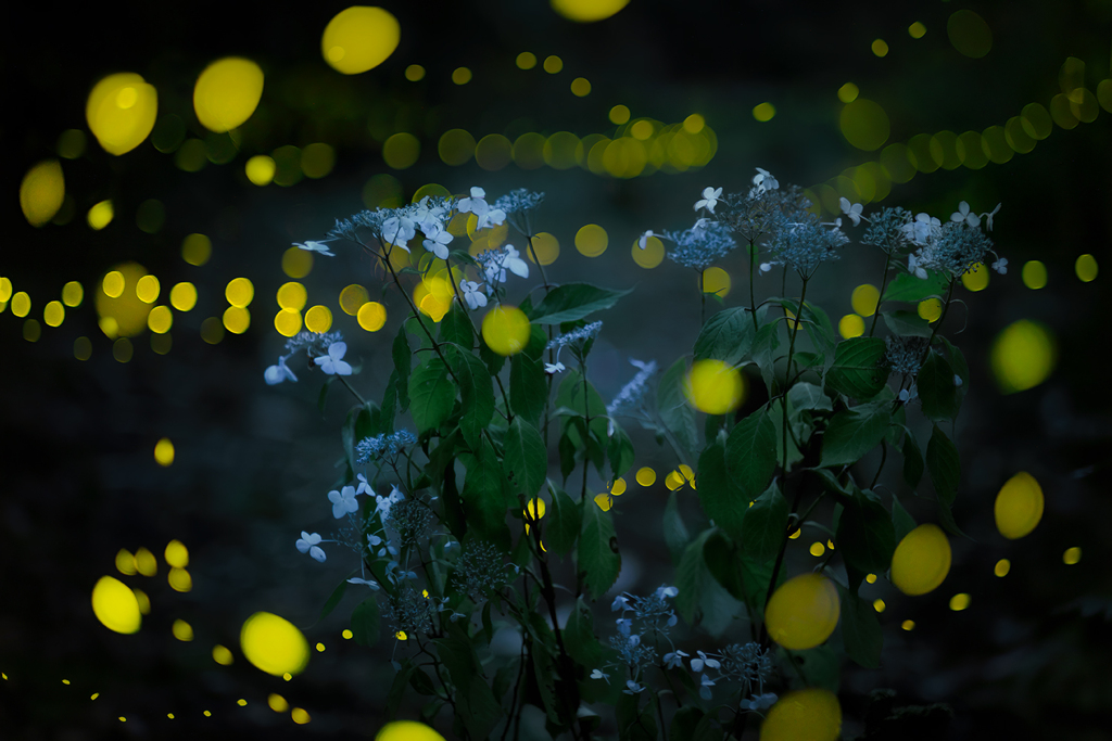 光を纏う山紫陽花