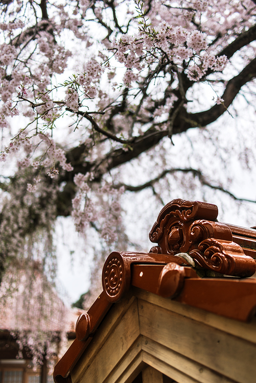 極楽寺の枝垂れ桜
