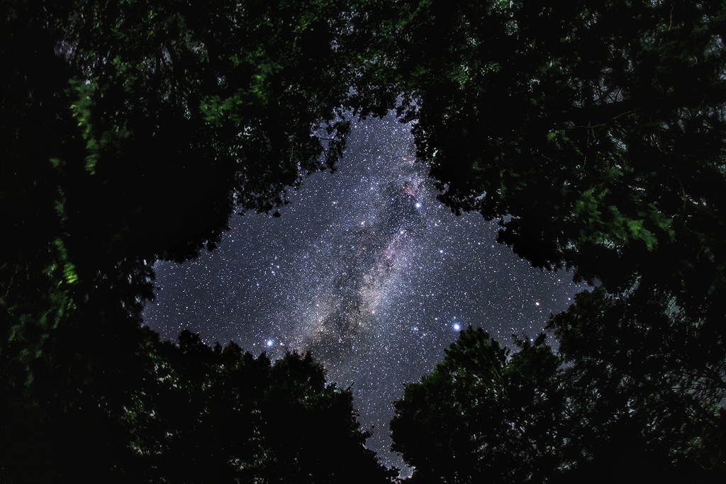 見上げた森の夜空